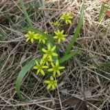 Gagea lutea