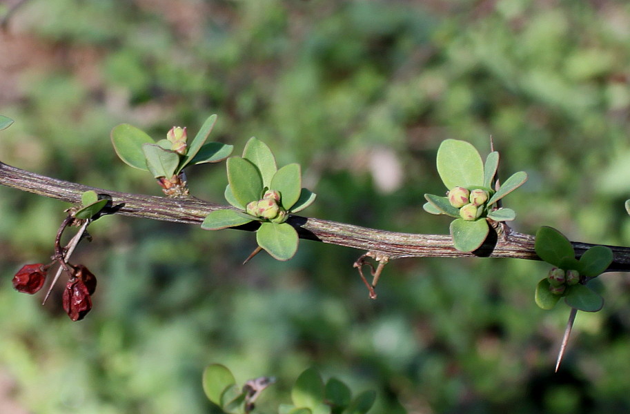 Image of Berberis salicaria specimen.