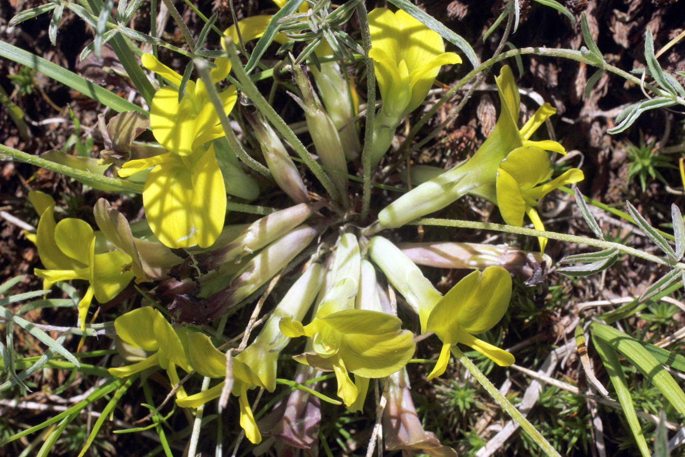 Изображение особи Astragalus adpressepilosus.