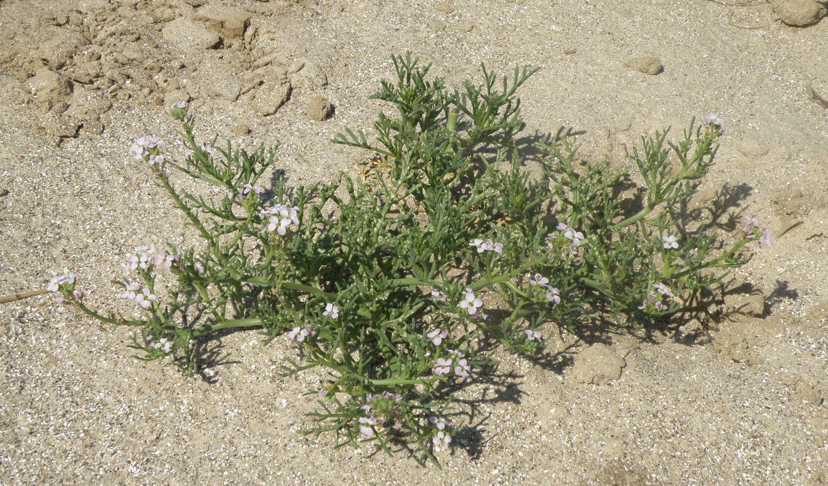 Image of Cakile euxina specimen.