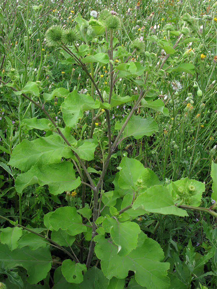 Изображение особи Arctium lappa.