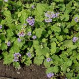 Phacelia bolanderi