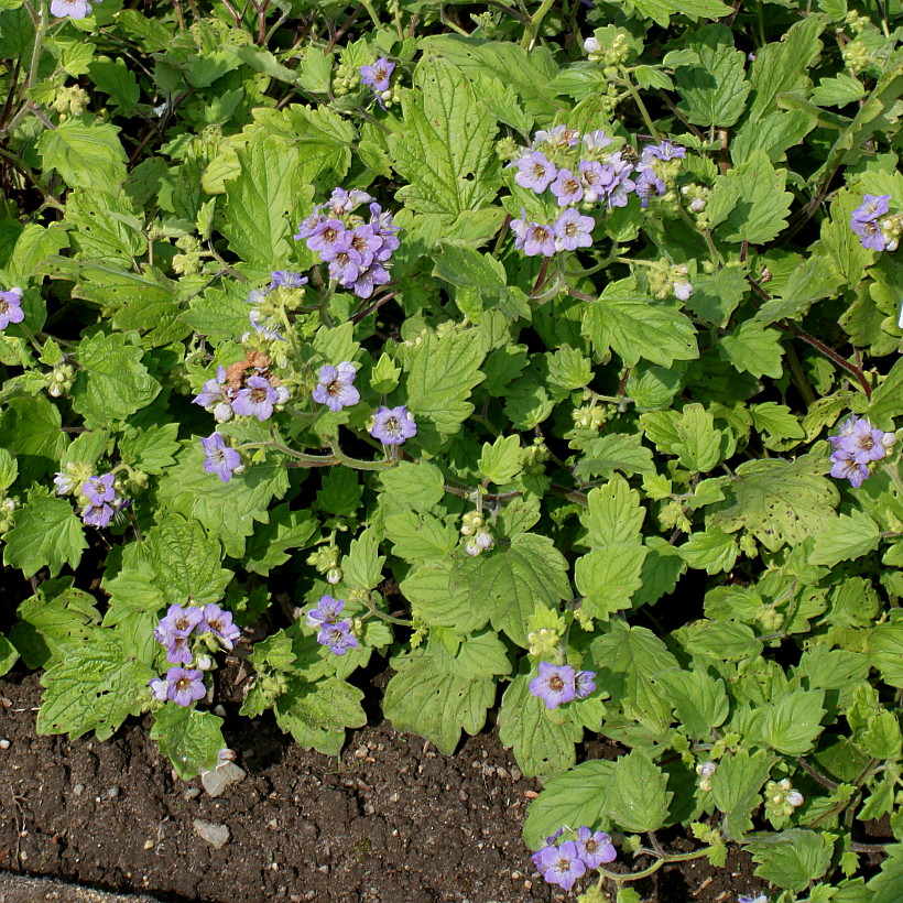 Изображение особи Phacelia bolanderi.