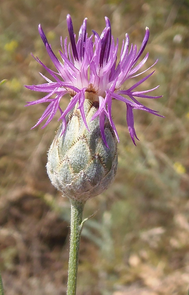 Image of Centaurea adpressa specimen.