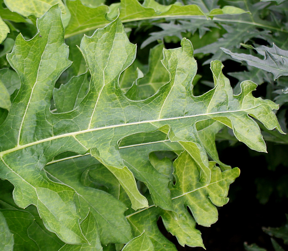 Image of Acanthus mollis specimen.