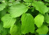 Corylus heterophylla