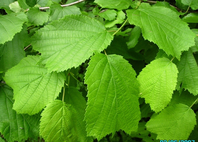 Изображение особи Corylus heterophylla.