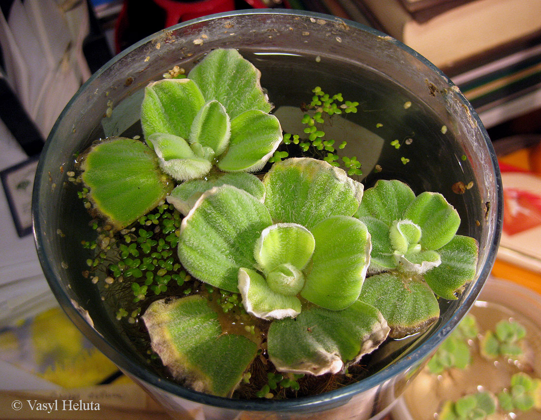 Image of Pistia stratiotes specimen.