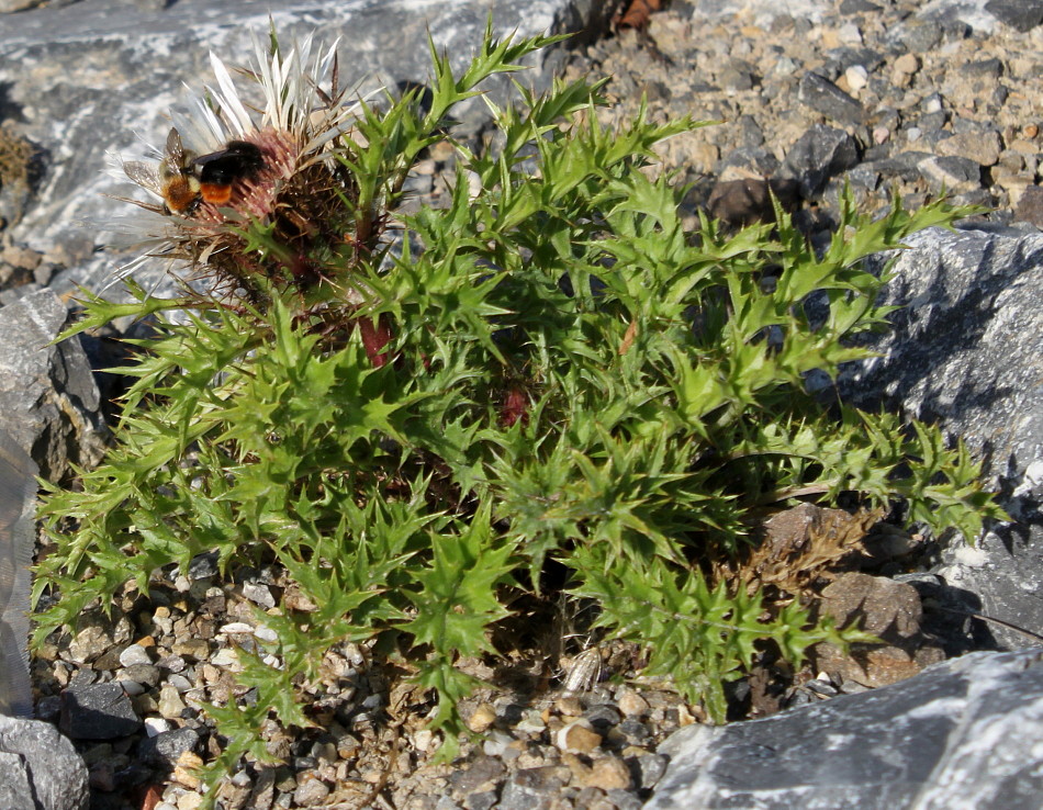 Image of Carlina acaulis ssp. caulescens specimen.
