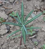 Euphorbia lathyris