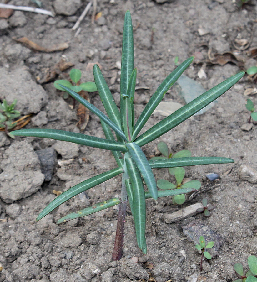 Image of Euphorbia lathyris specimen.