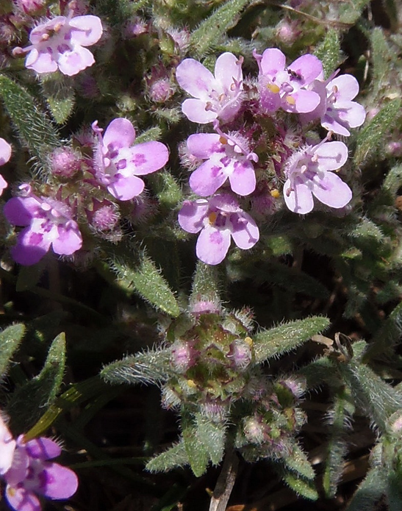 Изображение особи Thymus roegneri.