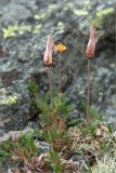 Dryas octopetala. Плодоносящие растения. Кольский п-ов, Хибины, подножие у южного склона массива Кукисвумчорр. 18.06.2013.