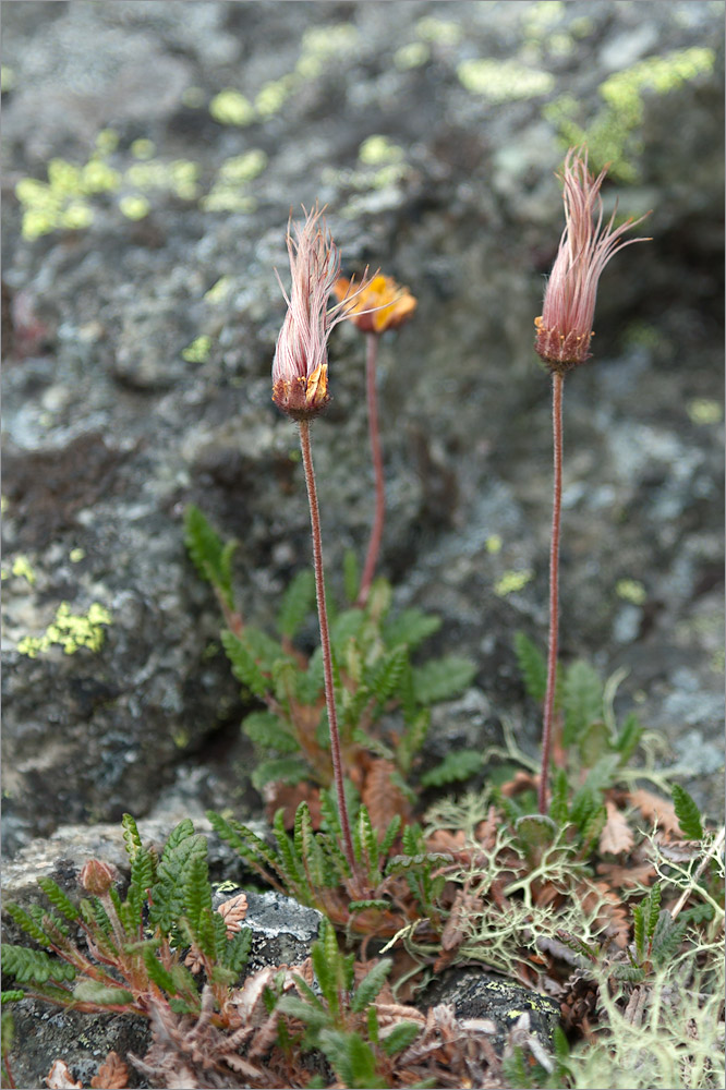 Изображение особи Dryas octopetala.