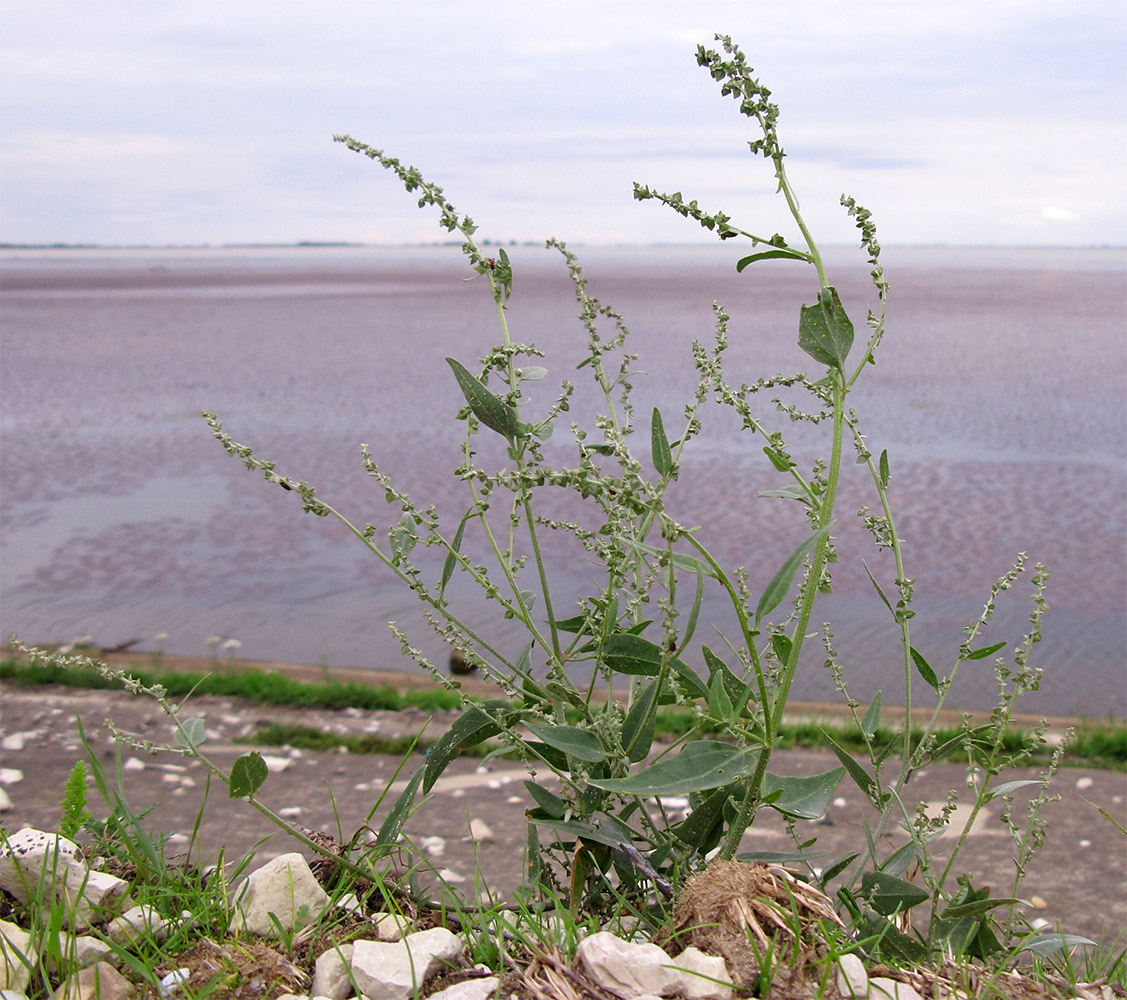 Image of Atriplex sagittata specimen.