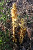 Orobanche centaurina. Зацветающее растение. Крым, приморские склоны м. Фиолент. 28 мая 2009 г.