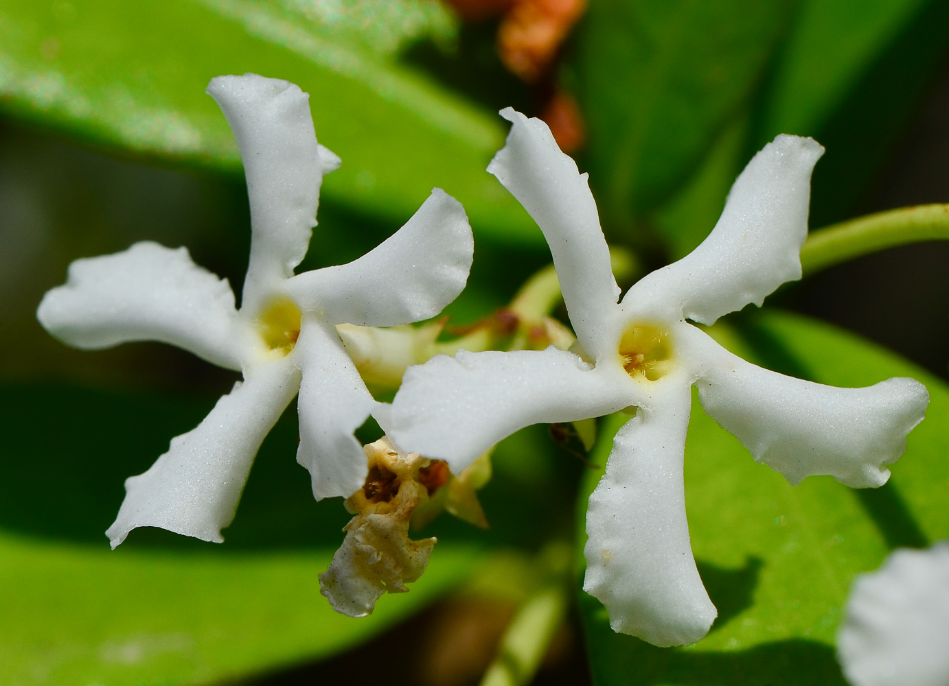 Image of Trachelospermum jasminoides specimen.