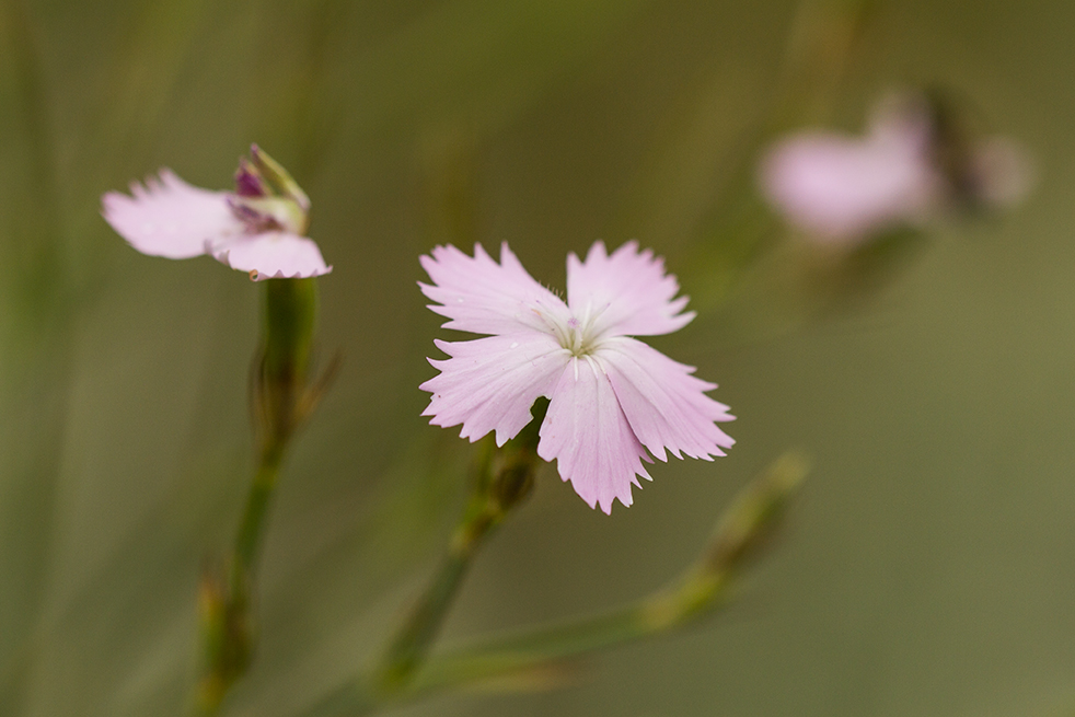 Image of Dianthus pallens specimen.