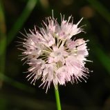 Allium splendens