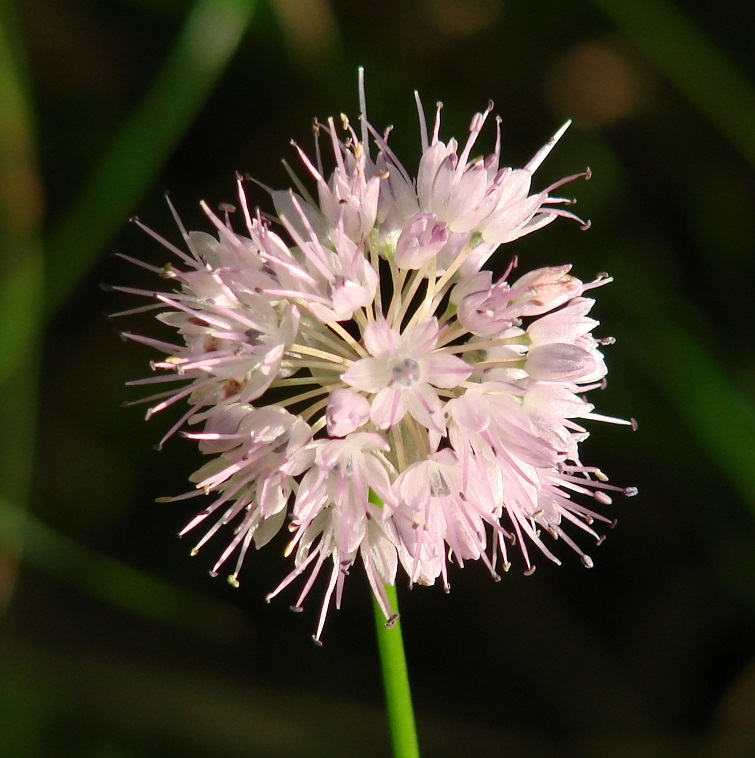 Image of Allium splendens specimen.