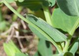 Lathyrus japonicus подвид pubescens. Стебель и листья. Карелия, Лоухский р-н, окр. пос. Чкаловский, берег Белого моря. 16.06.2013.