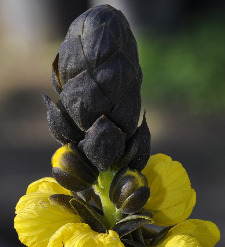 Image of Senna didymobotrya specimen.