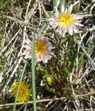 Taraxacum stepanovae