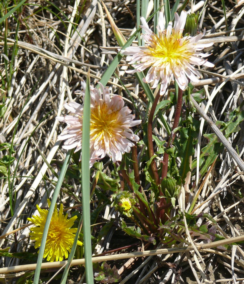 Image of Taraxacum stepanovae specimen.