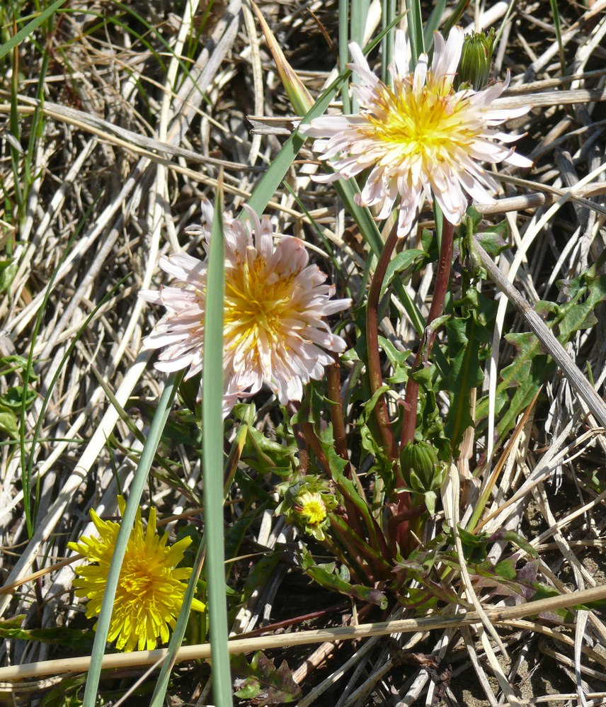 Image of Taraxacum stepanovae specimen.