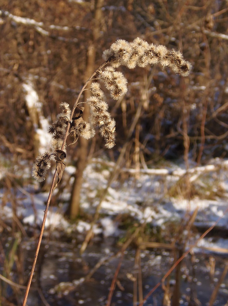 Image of Solidago canadensis specimen.