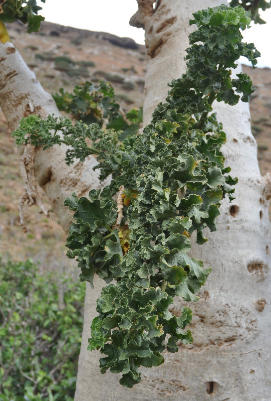 Image of Dendrosicyos socotranus specimen.