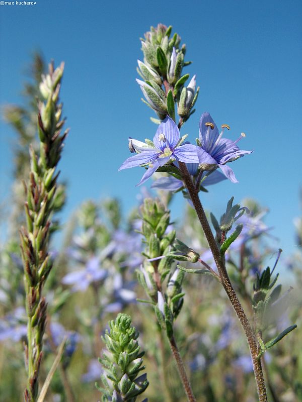 Image of Veronica capsellicarpa specimen.