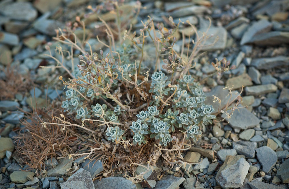 Изображение особи Odontarrhena obtusifolia.