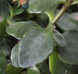 Kalanchoe