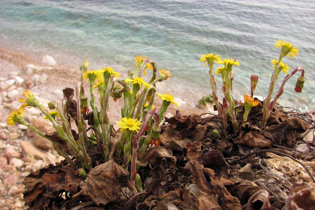 Image of Tussilago farfara specimen.