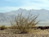 Salsola cyclophylla. Растение в щебенистой пустыне. Израиль, долина Арава, подгорная равнина. 02.01.2014.