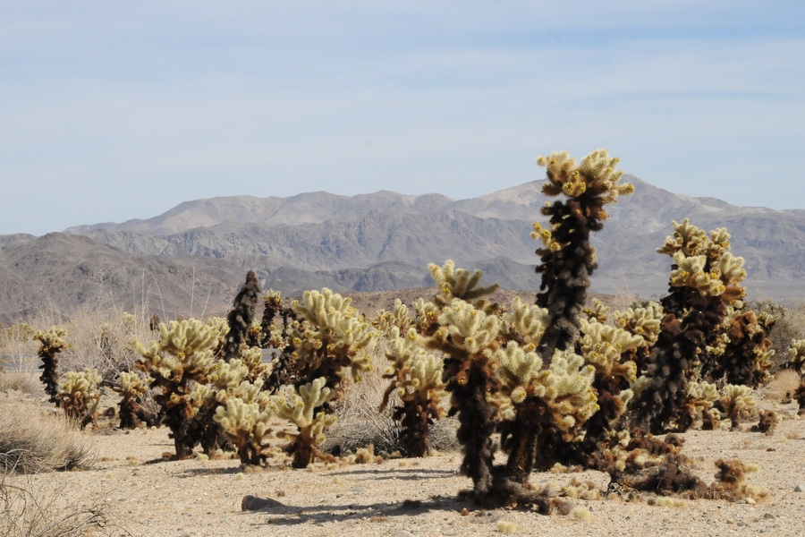 Изображение особи Cylindropuntia bigelovii.