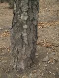 Betula dauurica. Основание ствола. Владивосток, Ботанический сад-институт ДВО РАН. 15 марта 2014 г.