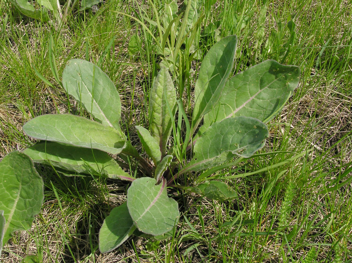 Image of Senecio paucifolius specimen.