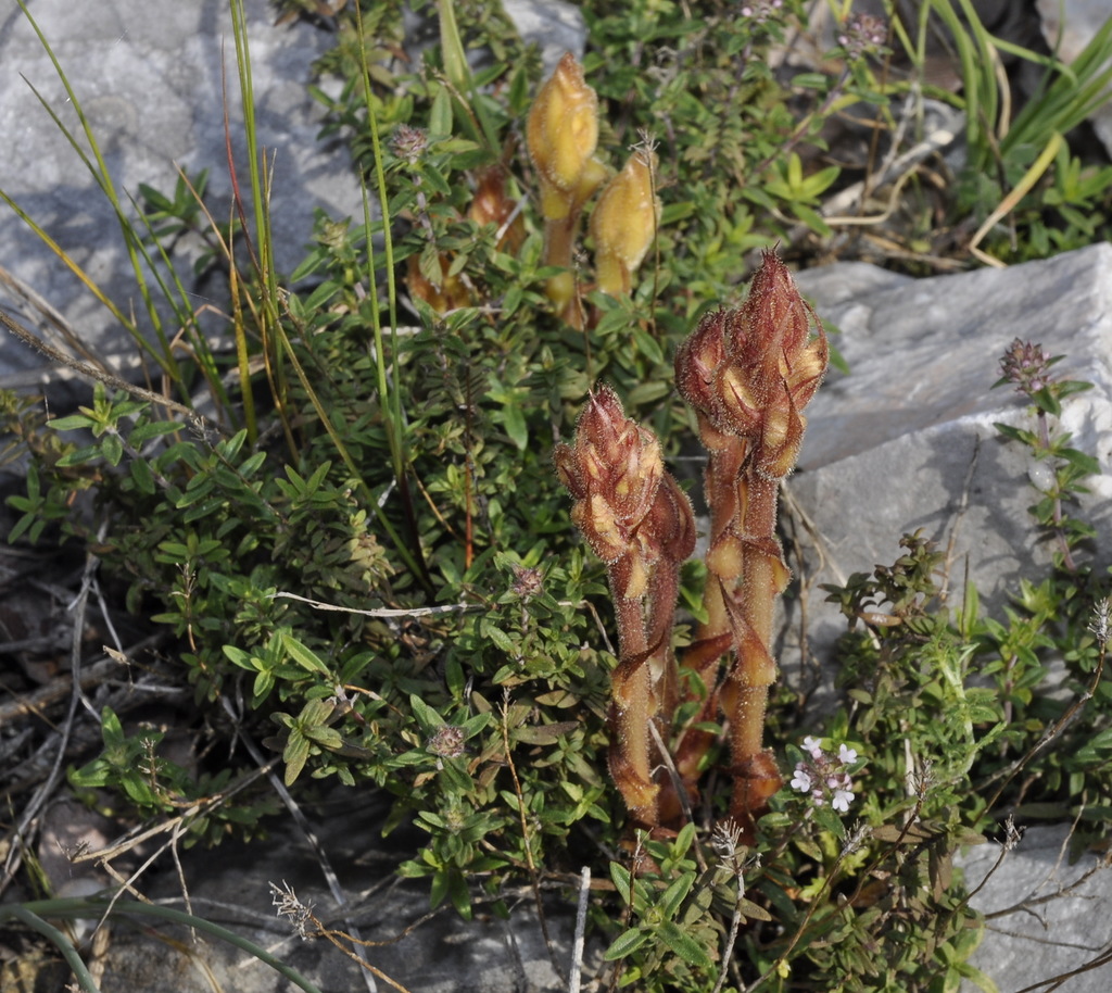 Изображение особи Orobanche alba.