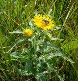 Inula britannica