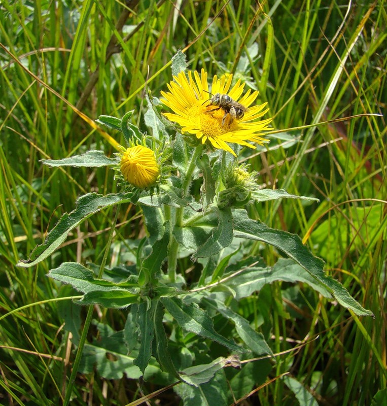 Image of Inula britannica specimen.