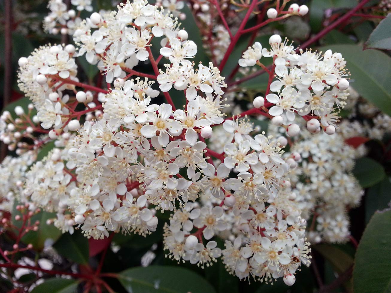 Image of Photinia × fraseri specimen.