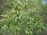 genus Salix. Часть кроны. Московская обл., Лотошинский р-н, окр. дер. Савостино. 15.05.2014.