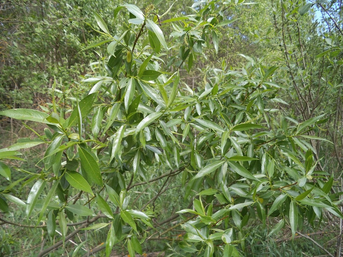 Image of genus Salix specimen.