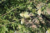 Amygdalus petunnikowii
