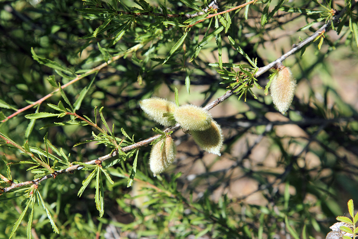 Изображение особи Amygdalus petunnikowii.