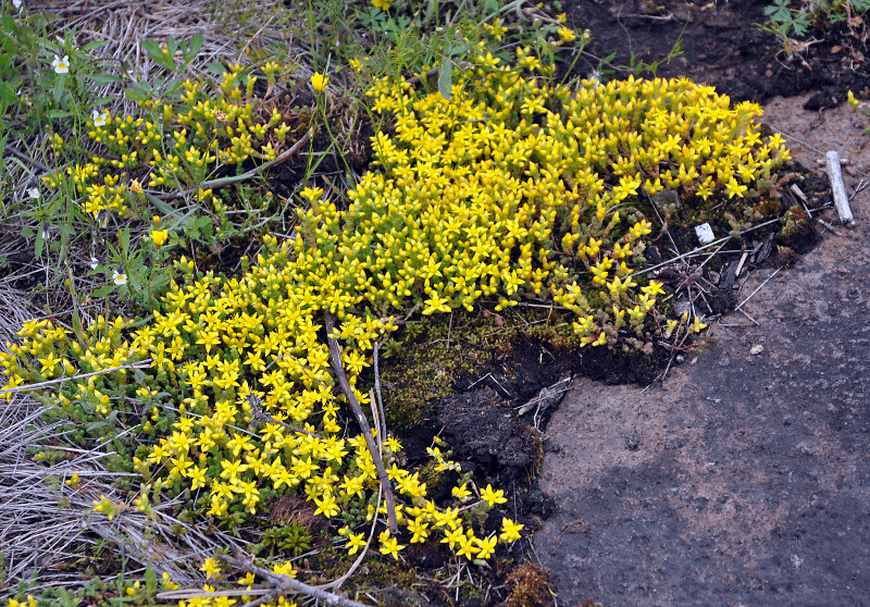 Изображение особи Sedum acre.