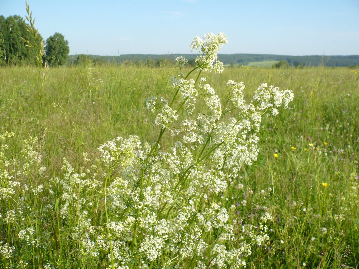 Изображение особи Galium mollugo.