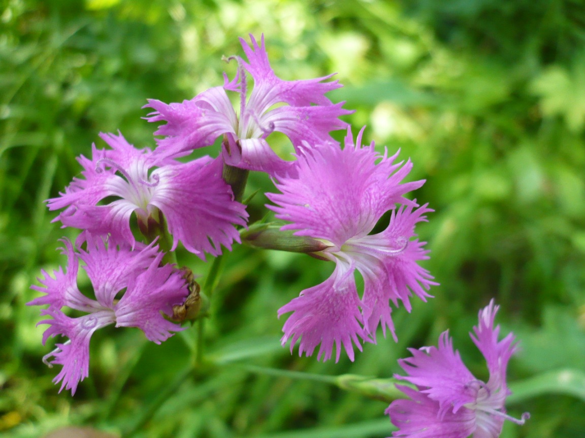 Изображение особи Dianthus &times; courtoisii.